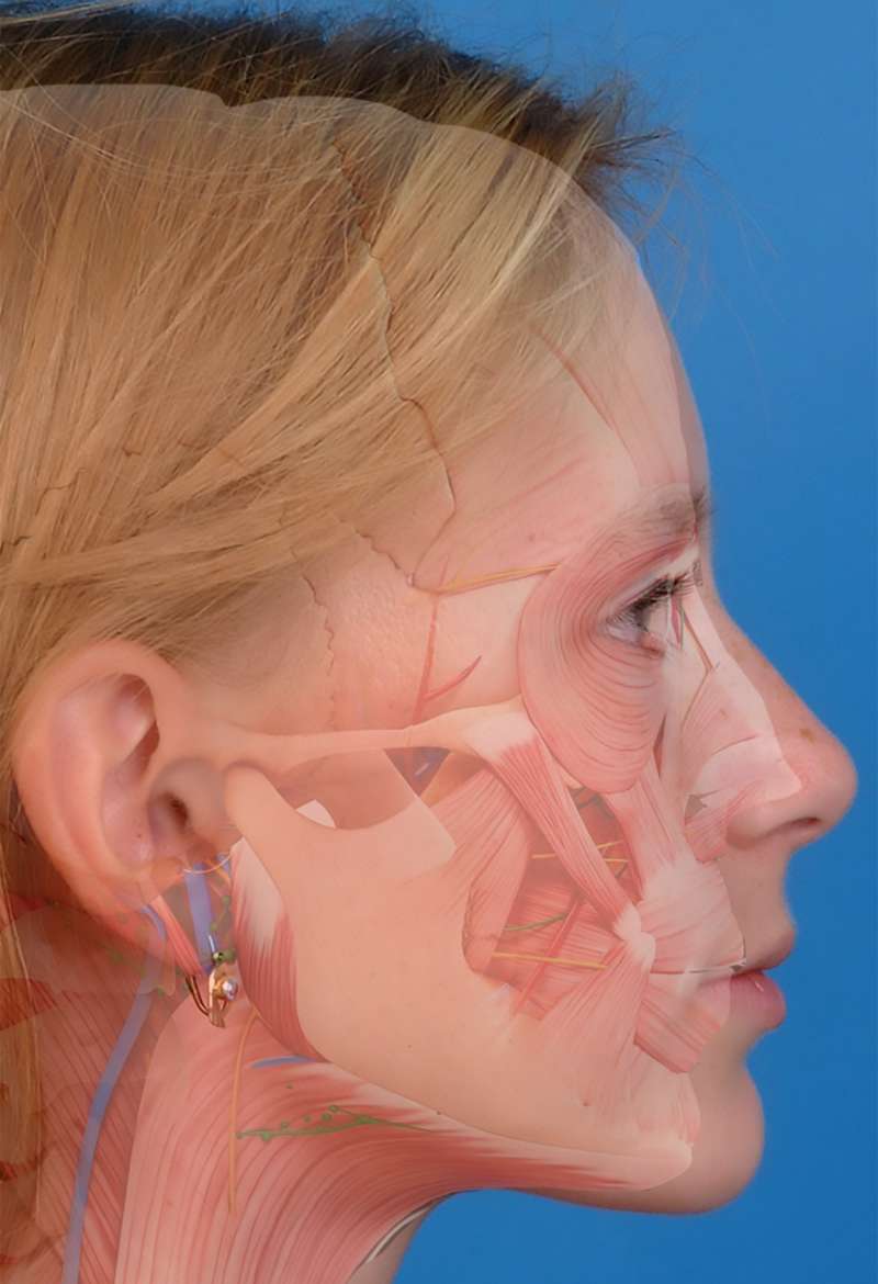 TMJ illustration of hard and soft tissue anatomy overlayed patient's face in profile